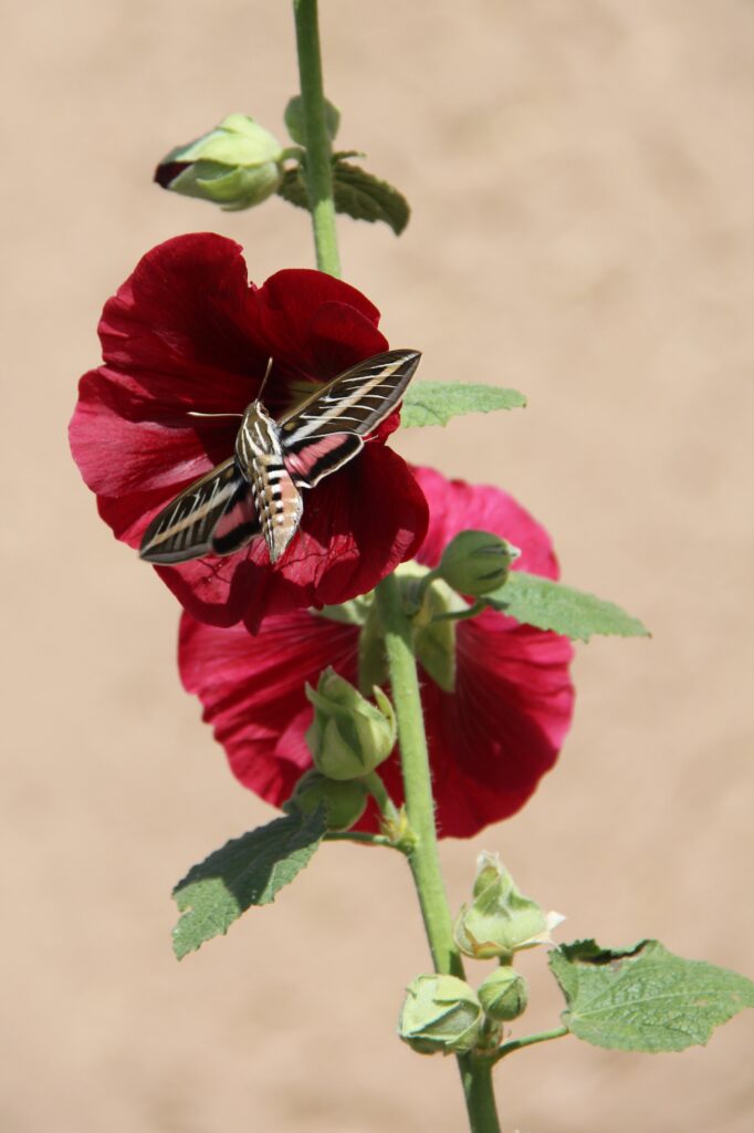 Hummingbird Moth - San Francisco de Asis, Taos, NM